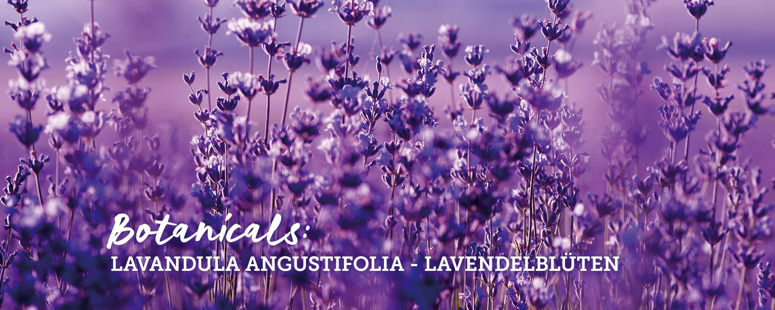 botanicals-lavendelblueten