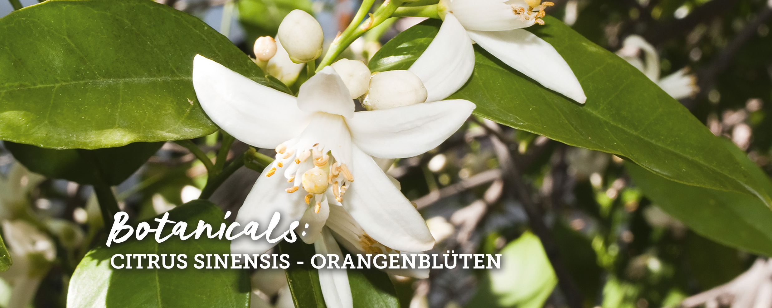 botanicals-orangenblueten