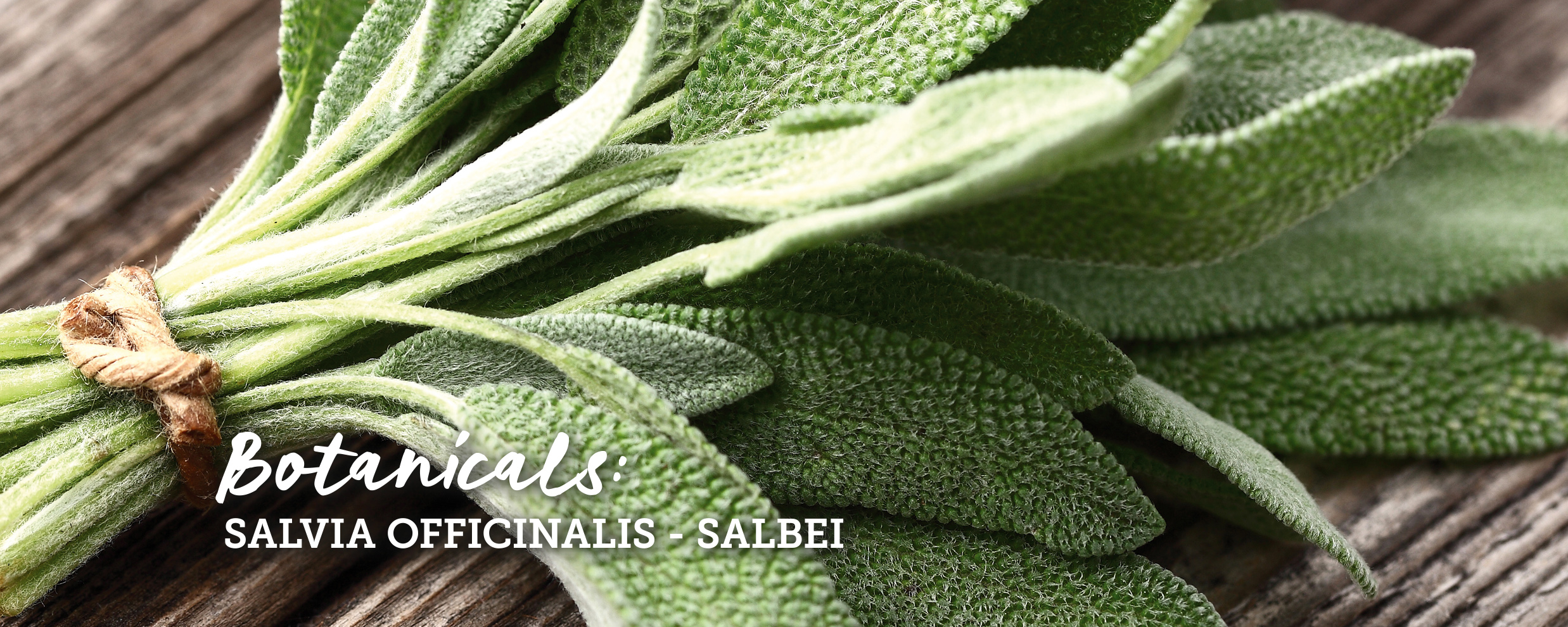 botanicals-salbei