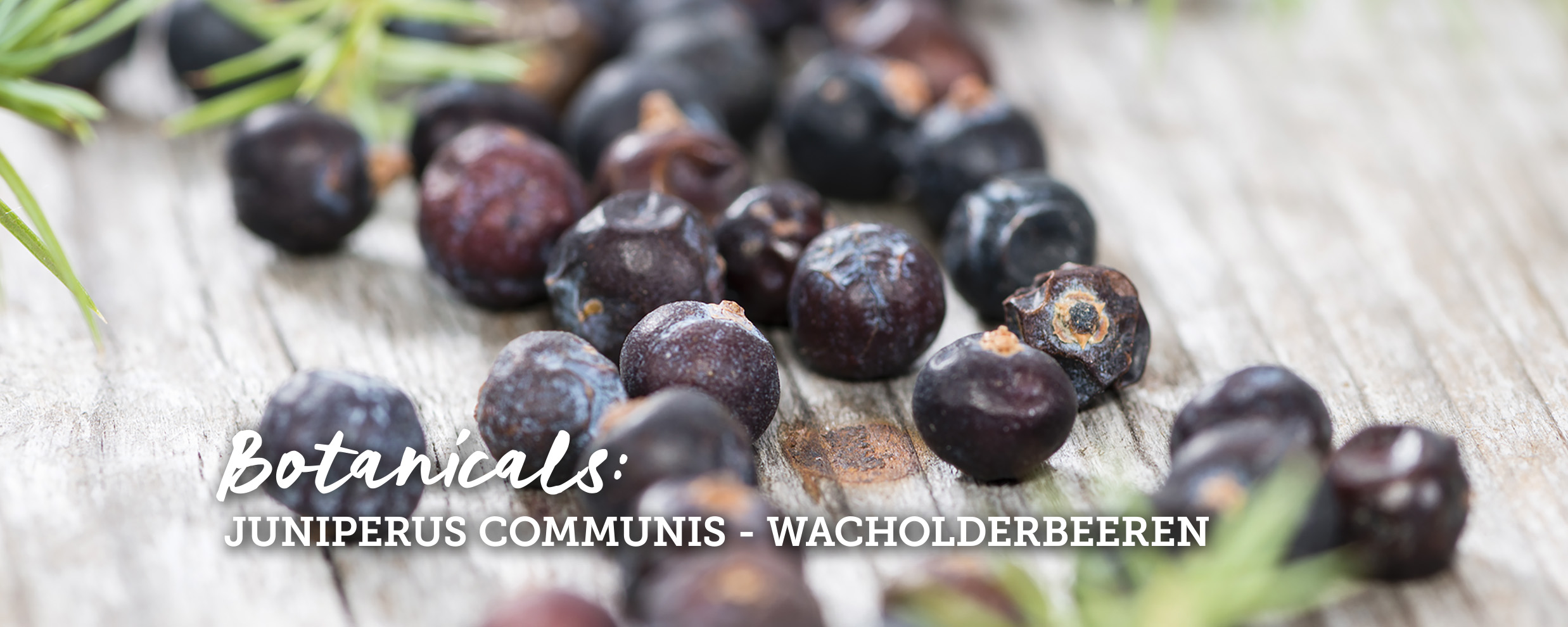 botanicals-wacholderbeeren